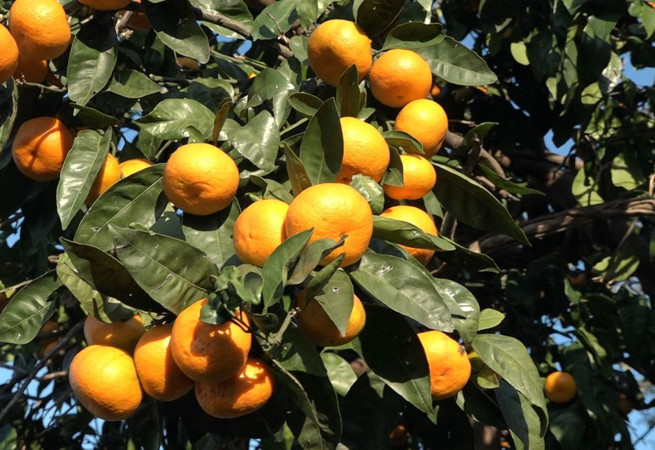 Rize'de hasadı başladı: Kilogramı 35 TL