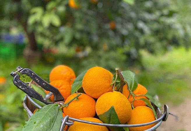 Balıkesir Havran'da özel mikroklima koşullarında üretiliyor!