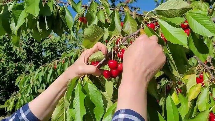 Gaziantep'in İslahiye İlçesinde üretiliyor! Marketlerde 200 liraya satılıyor - Resim: 1