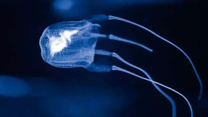 Dünyanın en zehirli hayvanları: İki dakika içinde öldürüyor - Resim: 3