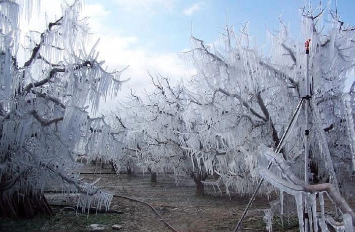 Üreticiler meyve ağaçlarını ‘don’dan korumak için nöbette! - Resim : 1