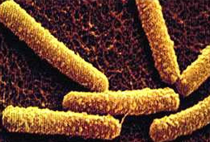 Tatiliniz kabusa dönüşmesin! Plajlardaki ve havuzlardaki virüs, mantar ve mikroplara dikkat - Resim: 8