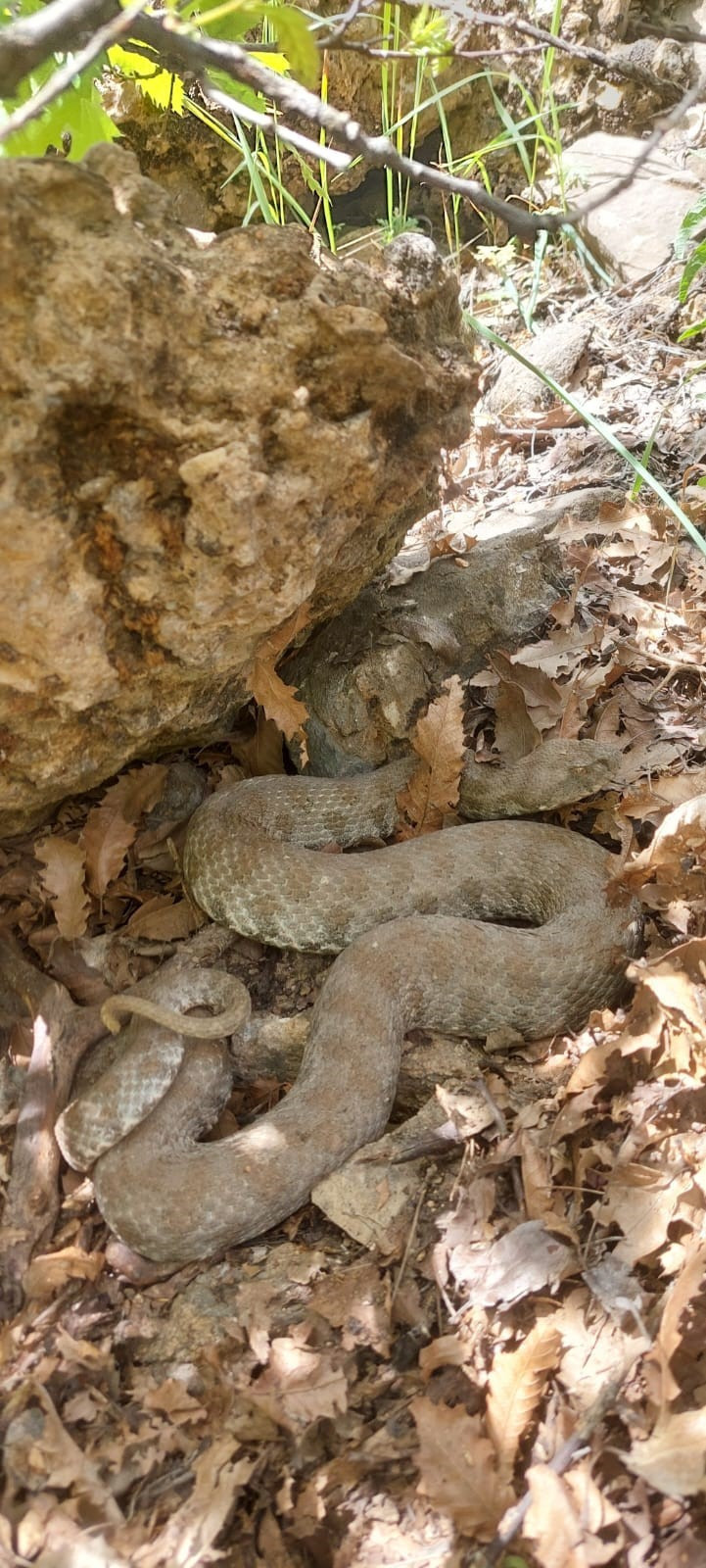 Tunceli'de görüldü: Tek bir ısırığı insanı öldürmeye yetiyor - Resim : 1