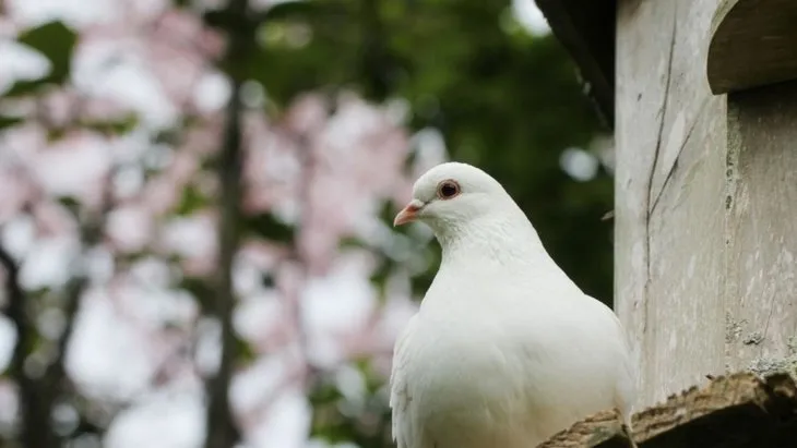 Dünyanın en zeki 10 hayvanı açıklandı! Dil öğreniyorlar, alet kullanıyorlar - Resim: 10