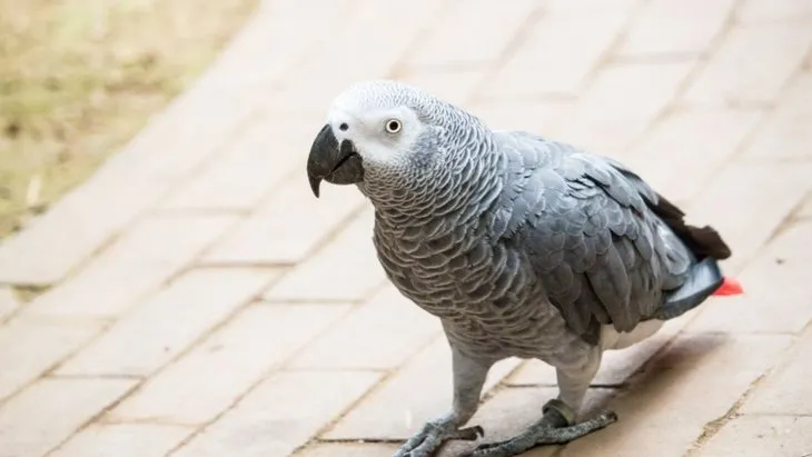 Dünyanın en zeki 10 hayvanı açıklandı! Dil öğreniyorlar, alet kullanıyorlar - Resim: 6
