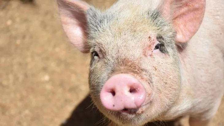 Dünyanın en zeki 10 hayvanı açıklandı! Dil öğreniyorlar, alet kullanıyorlar - Resim: 8
