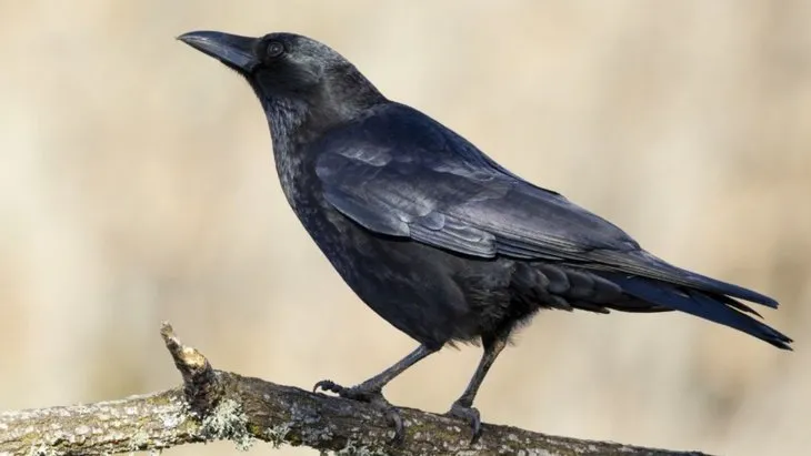 Dünyanın en zeki 10 hayvanı açıklandı! Dil öğreniyorlar, alet kullanıyorlar - Resim: 9