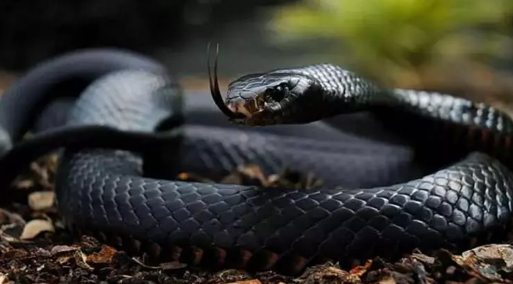 Dünyanın en zehirli hayvanları: İki dakika içinde öldürüyor - Resim: 10