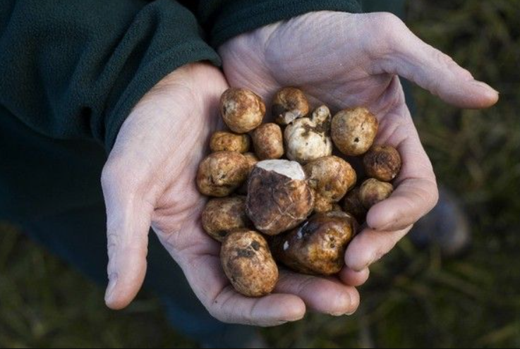 Bir lokması bile binlerce dolara satılıyor: İşte dünyanın en pahalı 7 yiyeceği! - Resim: 3