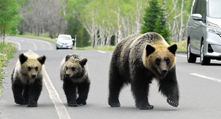 Yasa parlamentodan geçti: Acil durumda o hayvanlar vurulabilecek - Resim : 1