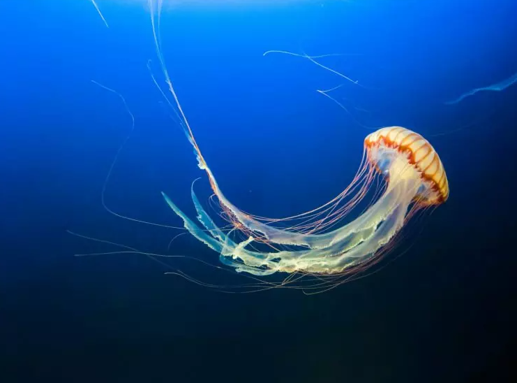 Dünyanın en zehirli hayvanları: İki dakika içinde öldürüyor - Resim: 4