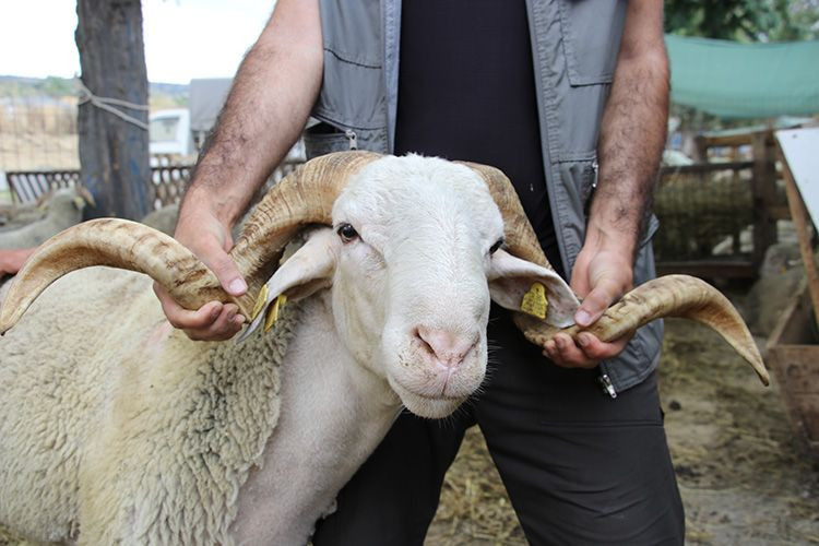 Kurbanlık fiyatları ne kadar? Türkiye'de bu sene kaç kurban kesilecek? - Resim: 4
