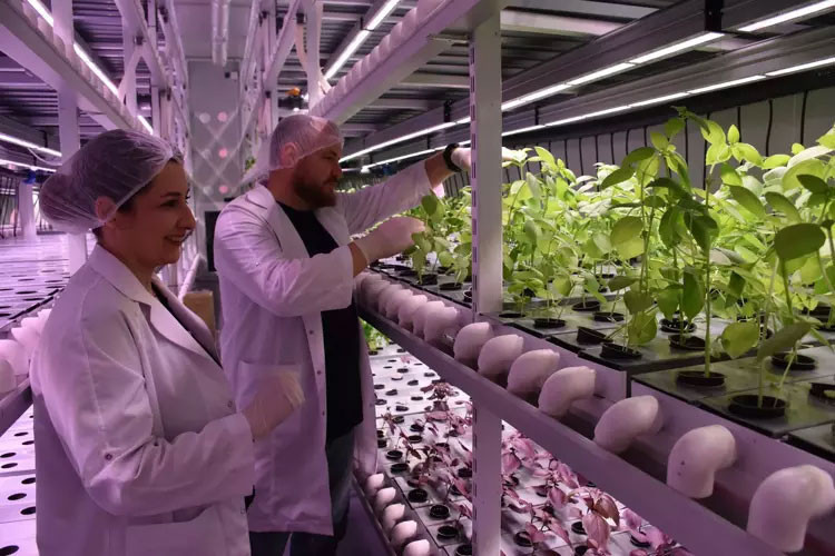 İzmir’de üretiyorlar! Ekonomik değeri yüksek ürünler yetiştiriyorlar - Resim : 1