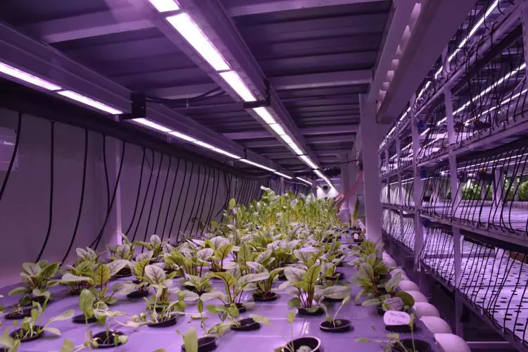 İzmir’de üretiyorlar! Ekonomik değeri yüksek ürünler yetiştiriyorlar - Resim : 2