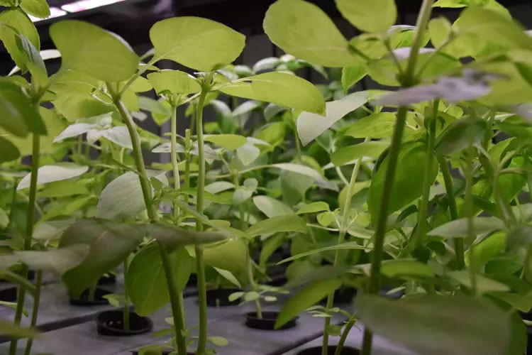 İzmir’de üretiyorlar! Ekonomik değeri yüksek ürünler yetiştiriyorlar - Resim : 3