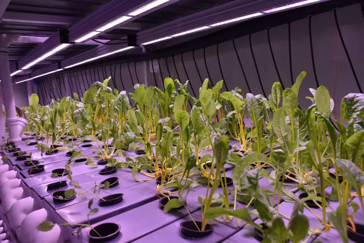 İzmir’de üretiyorlar! Ekonomik değeri yüksek ürünler yetiştiriyorlar - Resim : 4