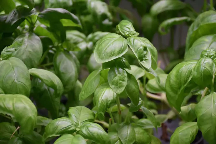 İzmir’de üretiyorlar! Ekonomik değeri yüksek ürünler yetiştiriyorlar - Resim : 5