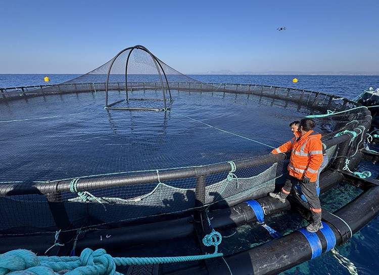 Adana'da denizde ilk kez yapılıyor! 29 bin 500 ton artacak - Resim : 1