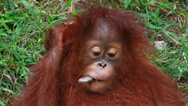 Dünyanın en zeki 10 hayvanı açıklandı! Dil öğreniyorlar, alet kullanıyorlar - Resim: 2