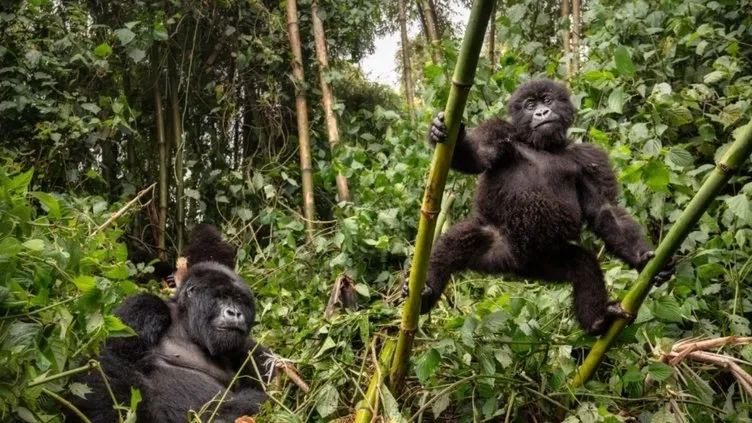 Dünyanın en zeki 10 hayvanı açıklandı! Dil öğreniyorlar, alet kullanıyorlar - Resim: 4