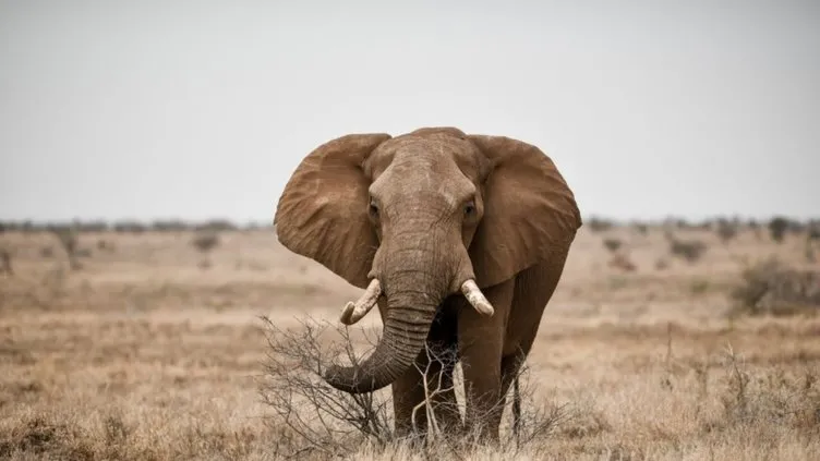 Dünyanın en zeki 10 hayvanı açıklandı! Dil öğreniyorlar, alet kullanıyorlar - Resim: 5