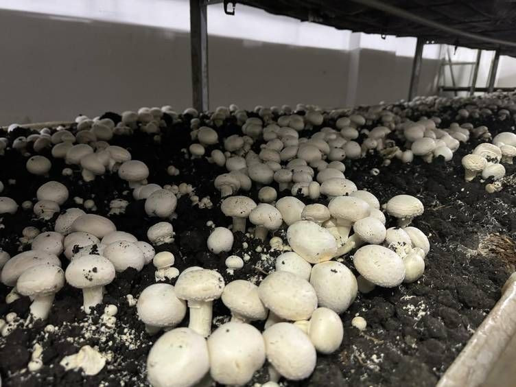 En çok kültür mantarı üretilen iller belli oldu! Bakın hangi illerde daha çok üretiliyor - Resim: 7