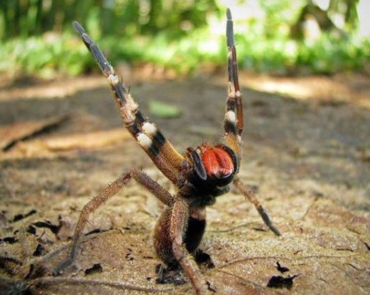 Dünyanın en zehirli hayvanları: İki dakika içinde öldürüyor - Resim: 5