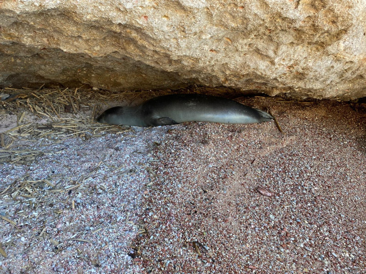Datça sahilinin onur konuğu! Sahilde dinlenen foka vatandaşlardan büyük ilgi - Resim : 1