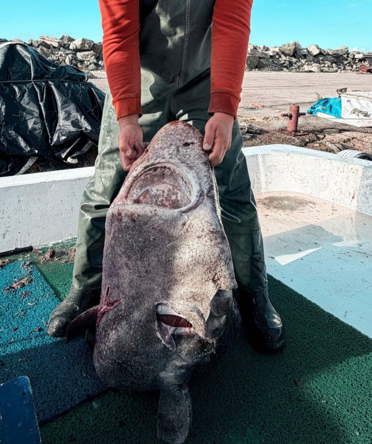 Yalova'da balıkçılar 4 metrelik köpek balığı yakaladı - Resim : 1