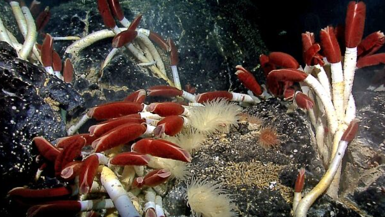 500 yıl yaşayan var: İşte, dünyanın en uzun süre yaşayan 10 hayvanı! - Resim: 5