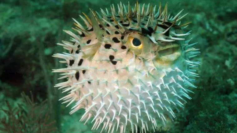 Dünyanın en zehirli hayvanları: İki dakika içinde öldürüyor - Resim: 11