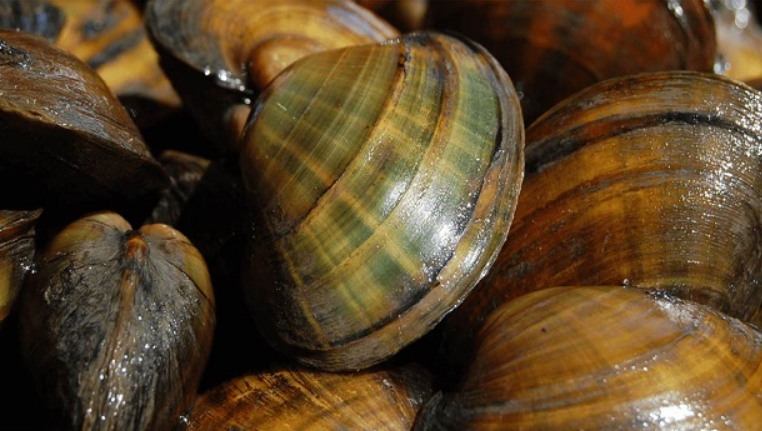 500 yıl yaşayan var: İşte, dünyanın en uzun süre yaşayan 10 hayvanı! - Resim: 3