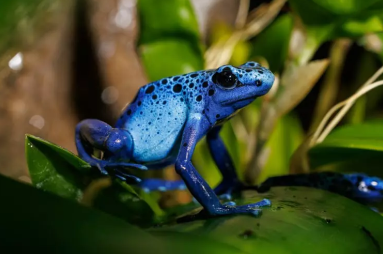 Dünyanın en zehirli hayvanları: İki dakika içinde öldürüyor - Resim: 6