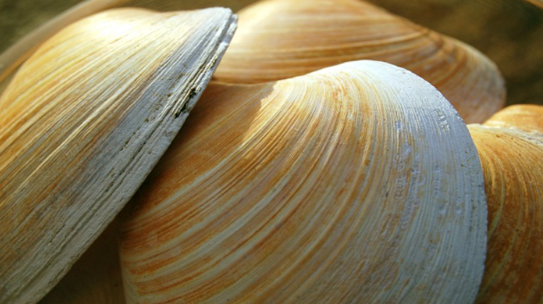 500 yıl yaşayan var: İşte, dünyanın en uzun süre yaşayan 10 hayvanı! - Resim: 6