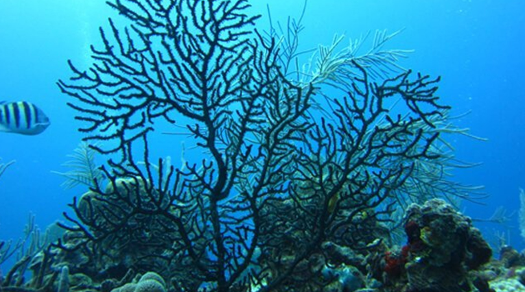 500 yıl yaşayan var: İşte, dünyanın en uzun süre yaşayan 10 hayvanı! - Resim: 7