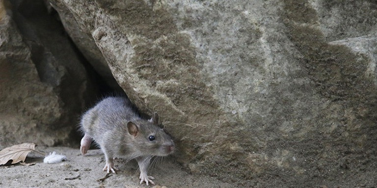 Türkçemizi temiz tutalım - Resim : 4