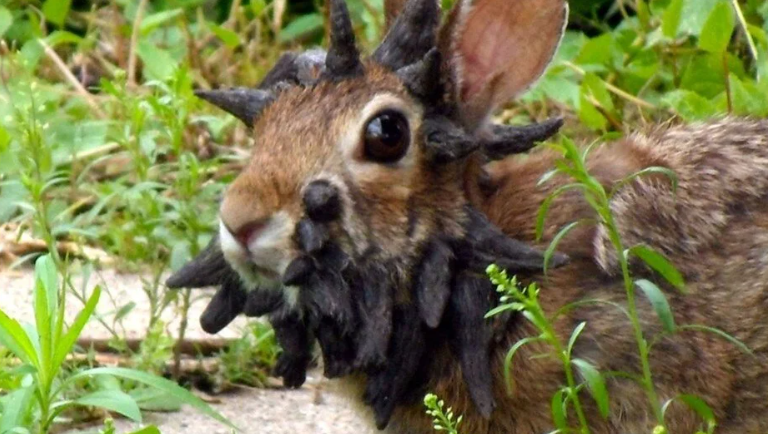 'Boynuzlu tavşan' virüsü paniği! - Resim: 2