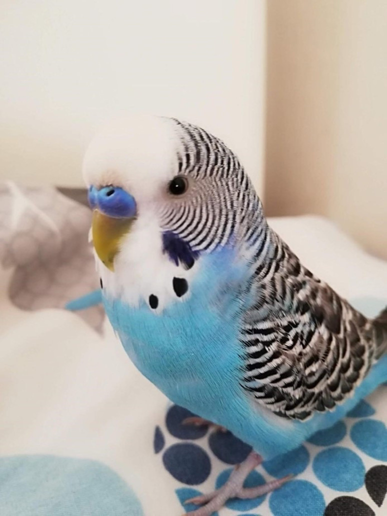 Bulana 20 bin lira verilecek