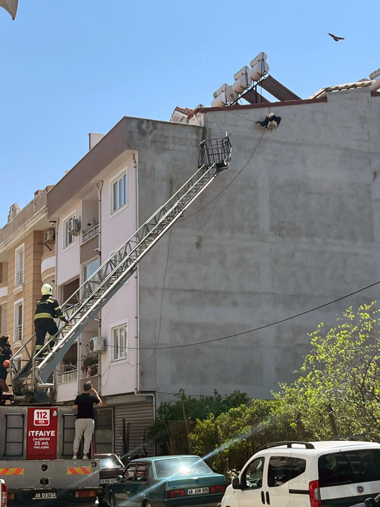 Muğla'da kabloya dolanan leyleği itfaiye kurtardı - Resim : 1