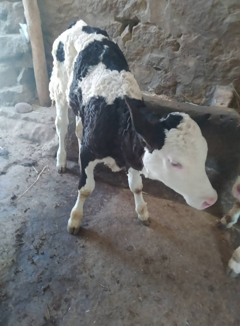 Veteriner yok aşıyı köylü yapıyor! - Resim : 2