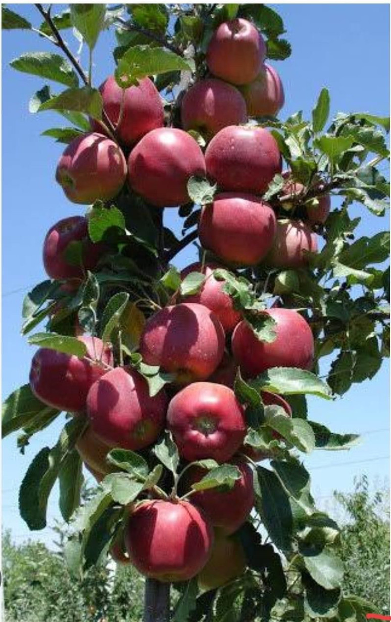 Elmanın merkezinde kayıp yüzde 90 - Resim : 2