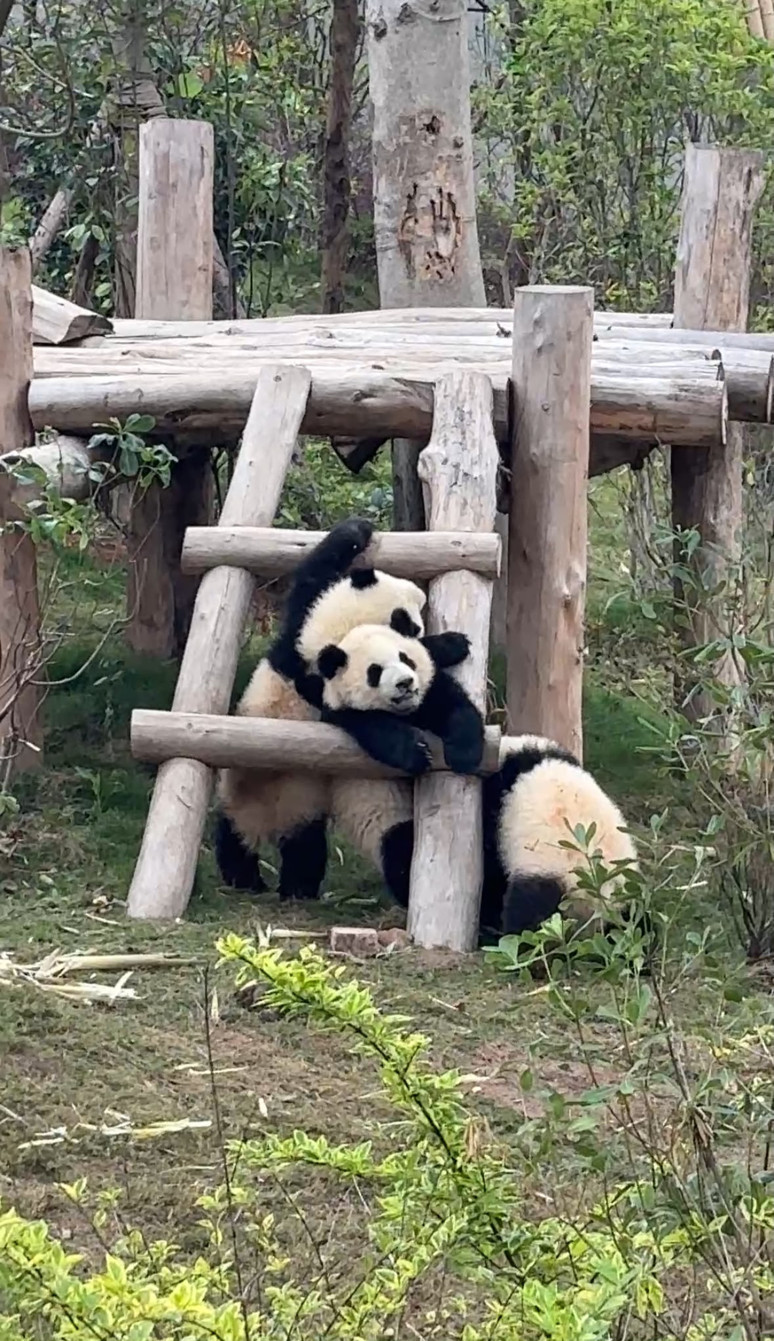 Çin’in kalbine yolculuk-1: Çin’in kalkınma hikâyesini Sichuan’da gözlemledik - Resim : 6