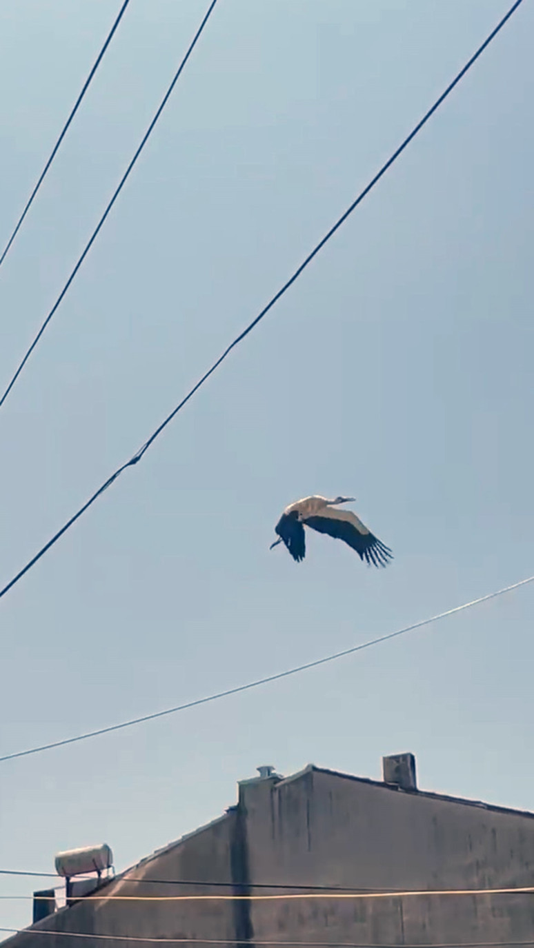 Muğla'da kabloya dolanan leyleği itfaiye kurtardı - Resim : 2