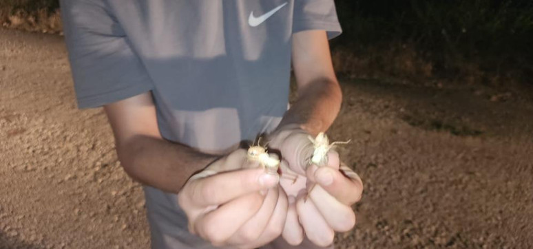 Elazığ'da görüntülendi! Yüzlercesi yolu kapattı - Resim : 1