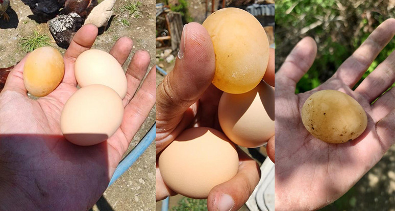 BU YUMURTAYI GÖRENLER GÖZLERİNE İNANAMIYOR