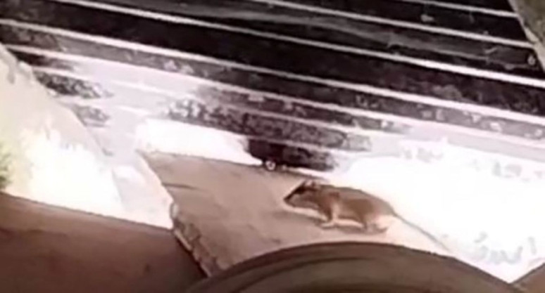 Tunceli’de ortaya çıktı! Nesli tehlikede olan tür ilk kez böyle görüntülendi - Resim : 1