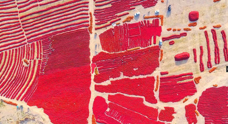 Kapsantinin yüzde 12’sini üreten bölge: Karaşar - Resim : 1