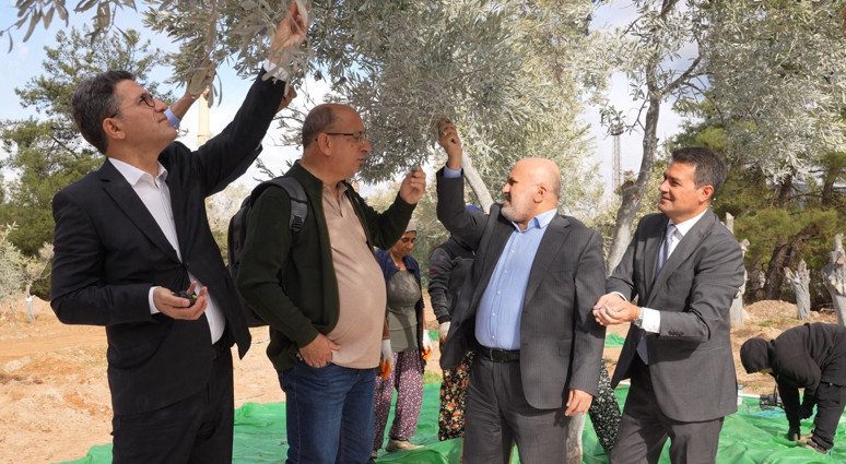 Maden rehabilitasyon projesinde zeytin fidanları toprakla buluştu - Resim : 1