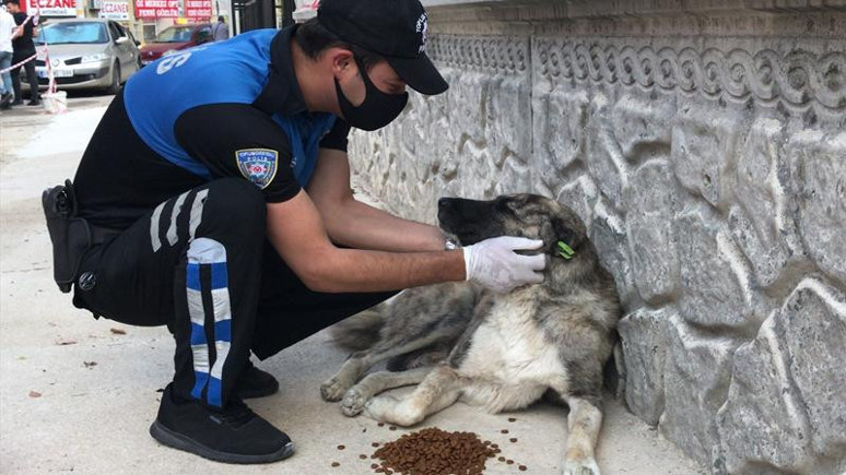Adana'da polisten sokak hayvanlarına mama desteği
