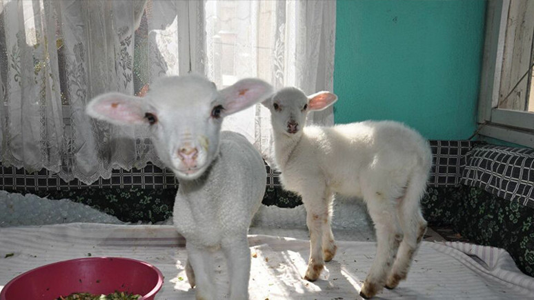 'Kuzularıma yem istiyorum' dedi, gönüllüler 'torun' sanıp gıda kolisi getirdi